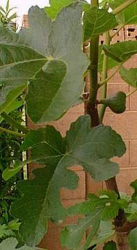 Fig(Ficus carica)