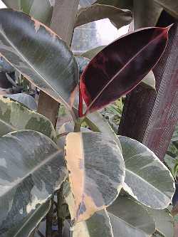 Rubber Plant(Ficus elastica)