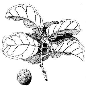 Fiddle Leaf Ficus(Ficus lyrata)