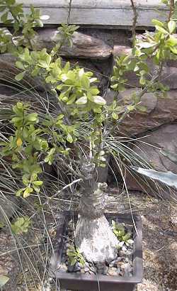 Rock Fig(Ficus palmeri)