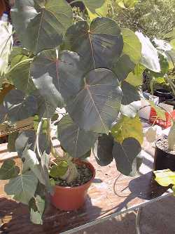Texcalamate, Lava Fig(Ficus petiolaris)