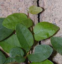 tickey creeper plant