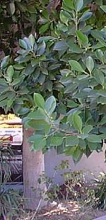 Indian Laurel Fig, Ficus nitida(Ficus retusa ssp. nitida )