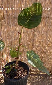 Swamp Fig(Ficus trichopoda)