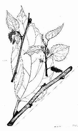 Black Mulberry(Morus nigra)