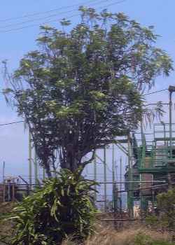 Horseradish Tree(Moringa oleifera)