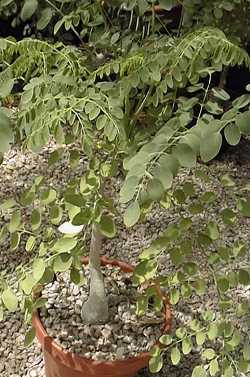 Phantom Tree(Moringa ovalifolia)