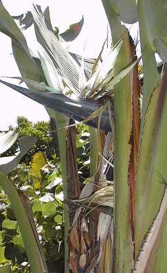 Giant Bird of Paradise(Strelitzia nicolai)