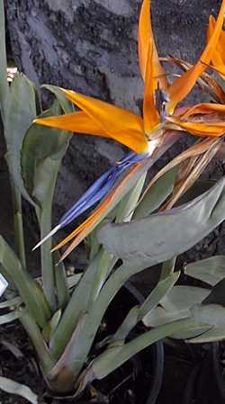 Bird of Paradise(Strelitzia reginae)