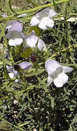 (Eremophila psilocalyx)