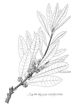 Pacific Waxmyrtle(Morella californica)