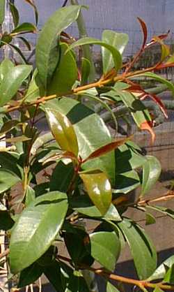 Lilly-Pilly Tree(Acmena smithii)