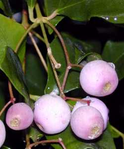 Lilly-Pilly Tree(Acmena smithii)
