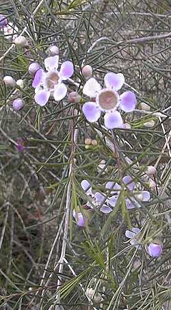 Geraldton Waxflower(Chamelaucium uncinatum)