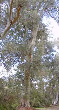 River Red Gum(Eucalyptus camaldulensis ssp. camaldulensis )