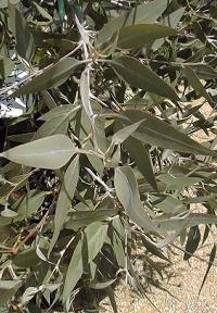 Silver Topped Gimlet(Eucalyptus campaspe)