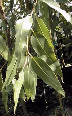Lemon Scented Gum(Eucalyptus citriodora)