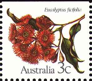 Red Flowering Gum, Scarlet Gum(Eucalyptus ficifolia)