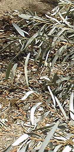 Yorrell(Eucalyptus gracilis)