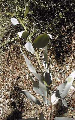 Lerp Mallee(Eucalyptus incrassata)
