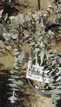 Kruse's Mallee(Eucalyptus kruseana)