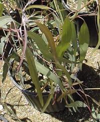 Murray River Red Gum, Red Gum(Eucalyptus camaldulensis ssp. obtusa )