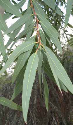 Ghost Gum(Eucalyptus papuana)