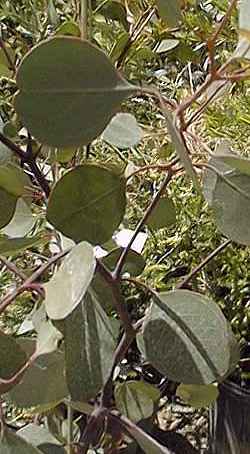 Silver Dollar Gum(Eucalyptus polyanthemos)