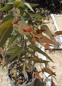 White Iron Bark(Eucalyptus leucoxylon)