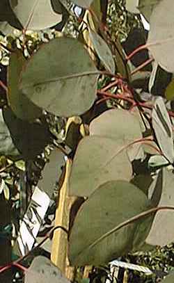 Desert Gum, Flooded Gum(Eucalyptus rudis)