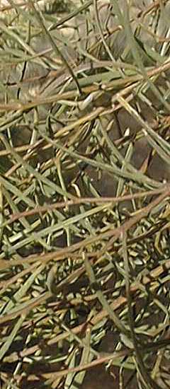 Narrow Leaf Gimlet, Swamp Mallee(Eucalyptus spathulata)