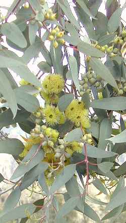 Lemon Flowered Gum, Lemon Flowered Mallee(Eucalyptus woodwardii)
