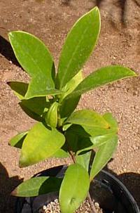 Grumichama(Eugenia brasiliensis)