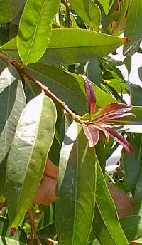 Rose Apple, Pomarrosa(Eugenia jambos)