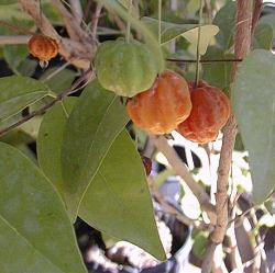 Surinam Cherry, Pitanga(Eugenia uniflora)