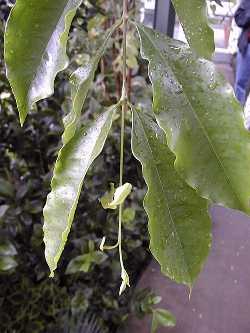 Surinam Cherry, Pitanga(Eugenia uniflora)