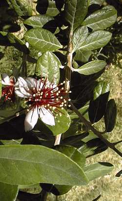 Feijoa, Pineapple Guava(Feijoa sellowiana)