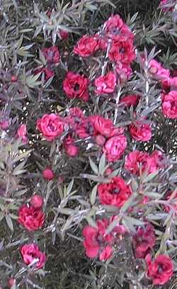 New Zealand Tea Tree(Leptospermum scoparium)