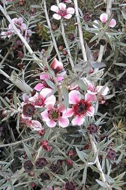 New Zealand Tea Tree(Leptospermum scoparium)