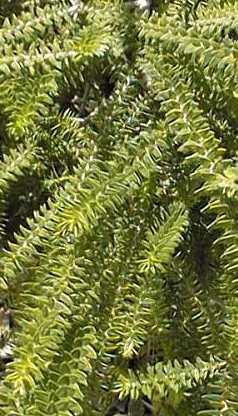 Diosma-Leaved Honey Myrtle, Green Honey Myrtle(Melaleuca diosmifolia)