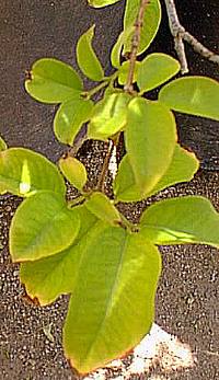 Jaboticaba(Myrciaria cauliflora)