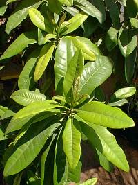 Allspice, Pimento, Jamaica pepper(Pimenta dioica)