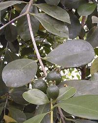 Brazilian Guava, Wild Guava(Psidium guineense)