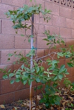 Lemon Guava(Psidium cattleianum ssp. lucidum )