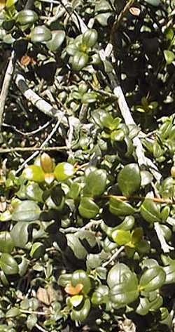 Chilean Guava(Ugni molinae)