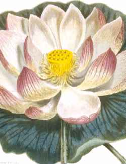 Sacred Lotus(Nelumbo nucifera)