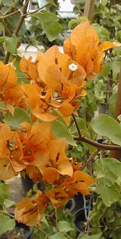 (Bougainvillea sp.)