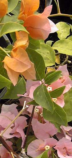 (Bougainvillea Χ buttiana)