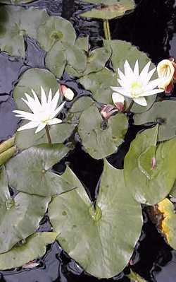 Water Lily(Nymphea Χ dauberyana)