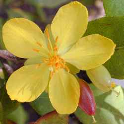 Mickey Mouse Plant(Ochna thomasiana)